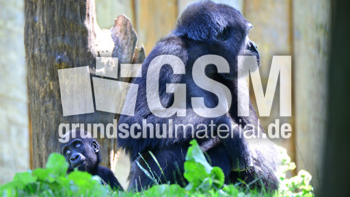 Gorillababy (2).jpg